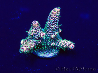 WYSIWYG Acropora 15U6 Mariculture acclimaté led