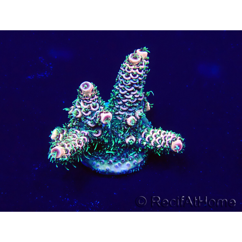 WYSIWYG Acropora 15U6 Mariculture acclimaté led