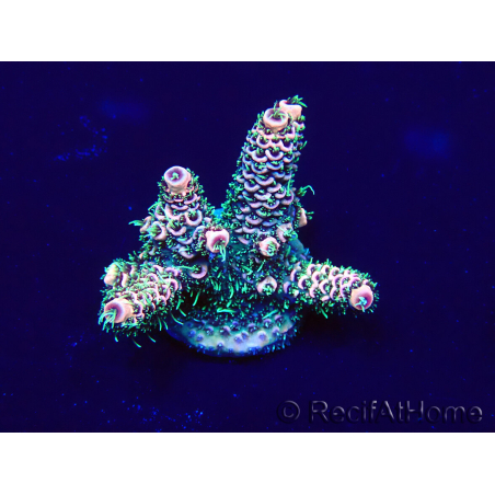 WYSIWYG Acropora Marikultur akklimatisiert LED