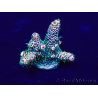 WYSIWYG Acropora Marikultur akklimatisiert LED