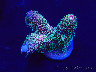 WYSIWYG Acropora Maricultura aclimatada LED