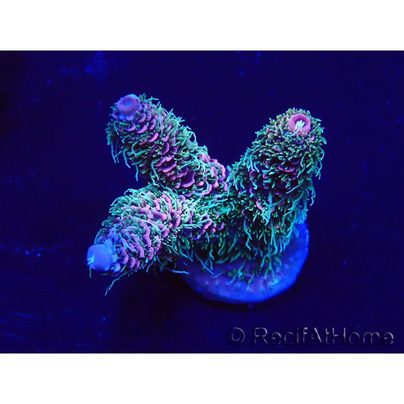 WYSIWYG Acropora Maricoltura acclimatata a LED