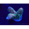 WYSIWYG Acropora Mariculture acclimated LED