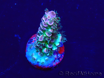 WYSIWYG Acropora Mariculture acclimated LED