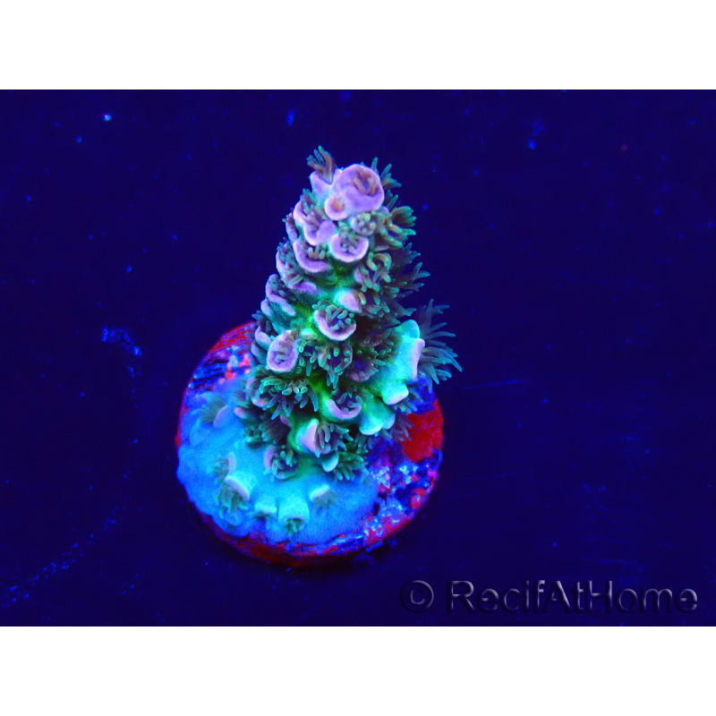 WYSIWYG Acropora Maricultuur geacclimatiseerd LED