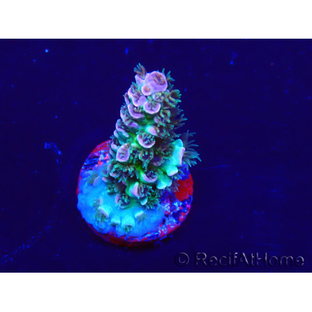 WYSIWYG Acropora Marikultur akklimatisiert LED