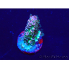 WYSIWYG Acropora Maricultura aclimatada LED