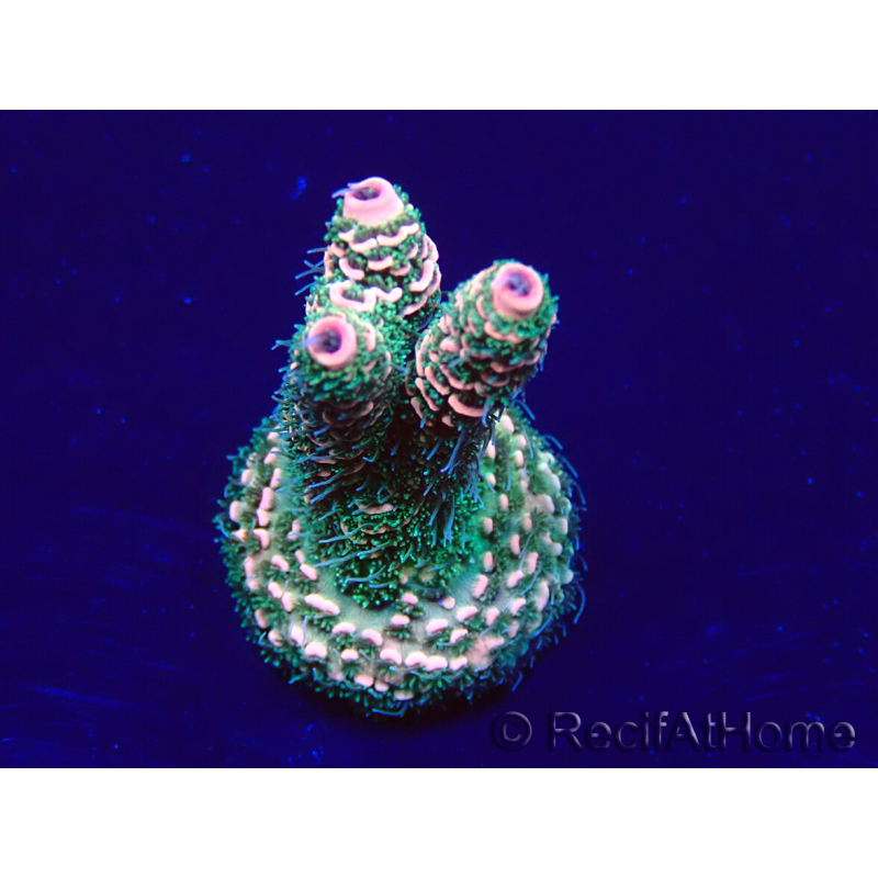 WYSIWYG Acropora Mariculture acclimated LED
