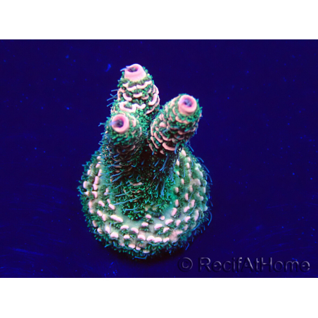 WYSIWYG Acropora Maricultuur geacclimatiseerd LED