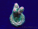 WYSIWYG Acropora Mariculture acclimated LED