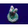 WYSIWYG Acropora Maricoltura acclimatata a LED