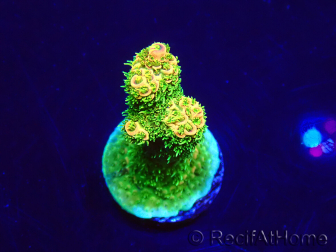 WYSIWYG Acropora Maricultuur geacclimatiseerd LED