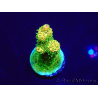 WYSIWYG Acropora Mariculture acclimated LED