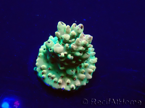 WYSIWYG Acropora Mariculture acclimated LED