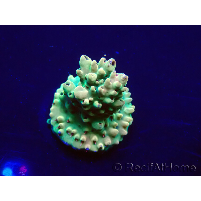 WYSIWYG Acropora Marikultur akklimatisiert LED