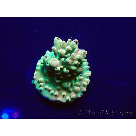 WYSIWYG Acropora 15U12 Mariculture acclimaté led