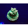 WYSIWYG Acropora Maricultuur geacclimatiseerd LED