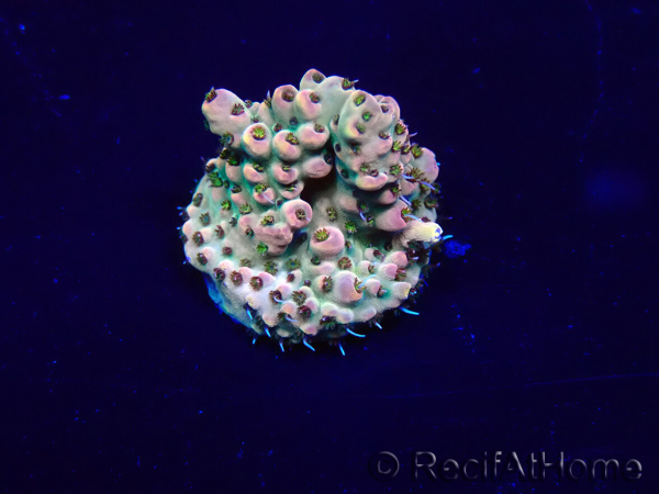 WYSIWYG Acropora Maricultura aclimatada LED