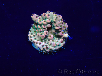 WYSIWYG Acropora 15V2 Mariculture acclimaté led