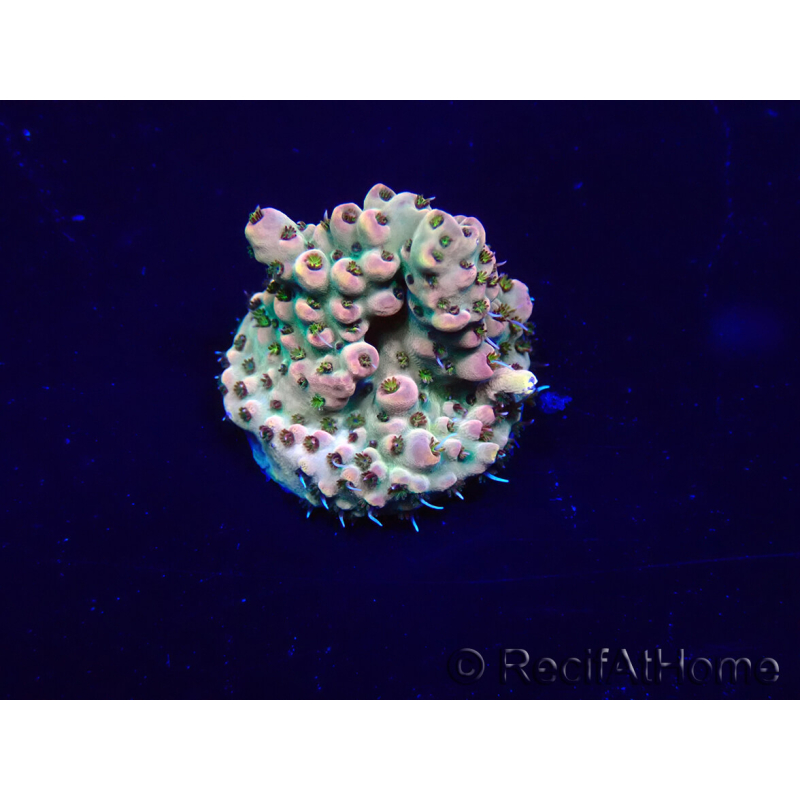 WYSIWYG Acropora Maricoltura acclimatata a LED