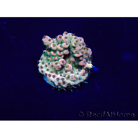 WYSIWYG Acropora Maricoltura acclimatata a LED
