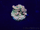 WYSIWYG Acropora Maricoltura acclimatata a LED