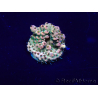 WYSIWYG Acropora Marikultur akklimatisiert LED