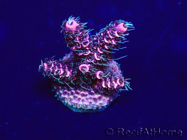 WYSIWYG Acropora Mariculture acclimated LED