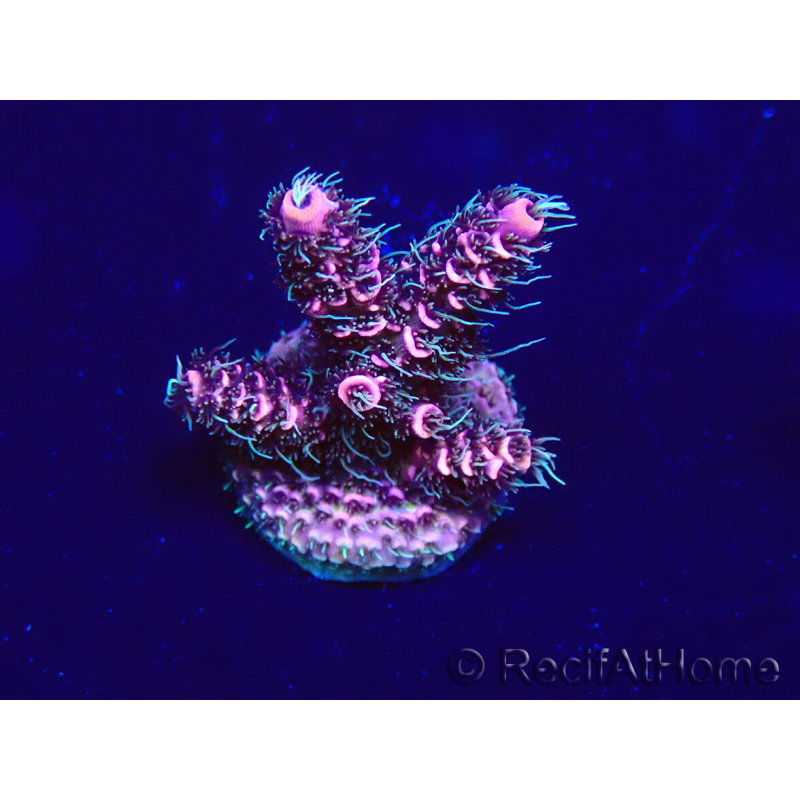 WYSIWYG Acropora Maricultura aclimatada LED