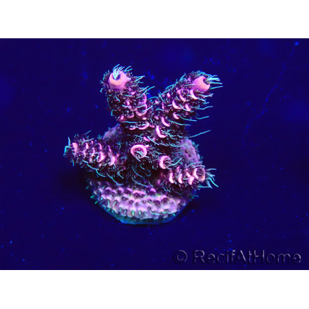 WYSIWYG Acropora Marikultur akklimatisiert LED