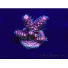 WYSIWYG Acropora 15V5 Mariculture acclimaté led