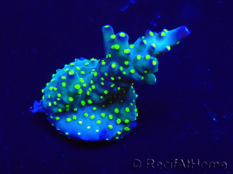 WYSIWYG Acropora Marikultur akklimatisiert LED