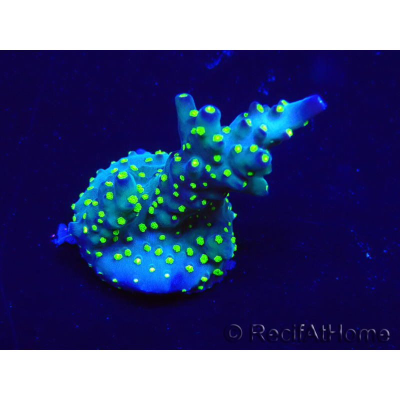 WYSIWYG Acropora Maricoltura acclimatata a LED
