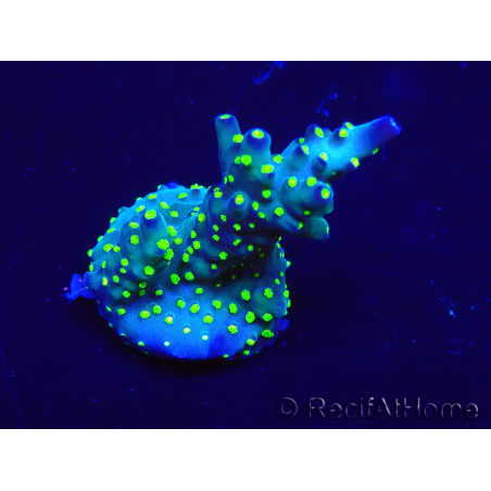 WYSIWYG Acropora Mariculture acclimated LED