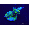 WYSIWYG Acropora Maricultura aclimatada LED