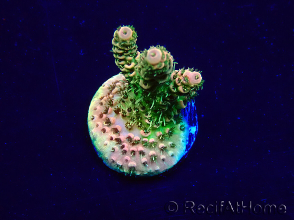 WYSIWYG Acropora Maricoltura acclimatata a LED