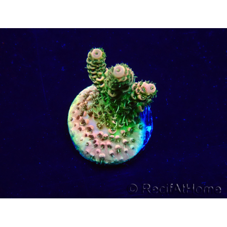 WYSIWYG Acropora Maricoltura acclimatata a LED