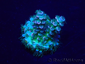 WYSIWYG Acropora 15V10 Mariculture acclimaté led