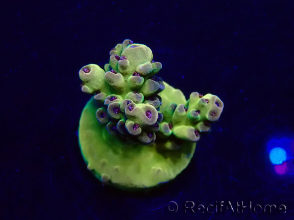 WYSIWYG Acropora 15V11 Mariculture acclimaté led