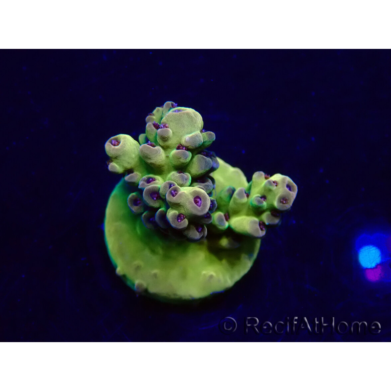WYSIWYG Acropora Marikultur akklimatisiert LED