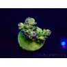 WYSIWYG Acropora Mariculture acclimated LED