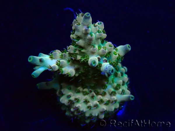 WYSIWYG Acropora Mariculture acclimated LED