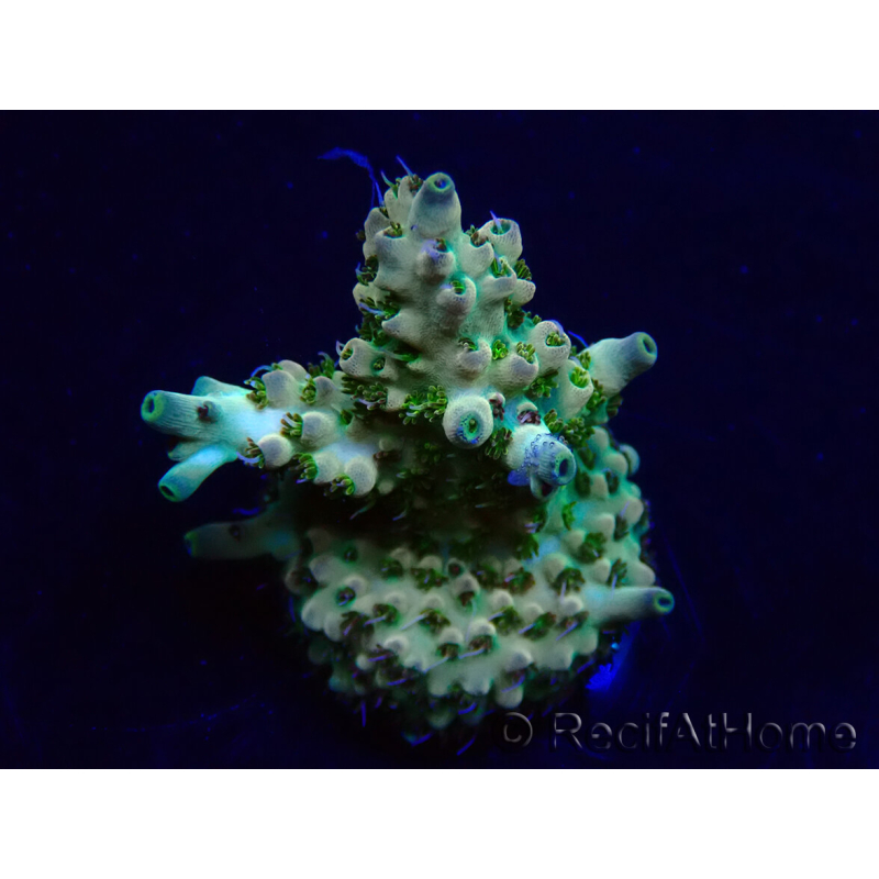 WYSIWYG Acropora Maricoltura acclimatata a LED