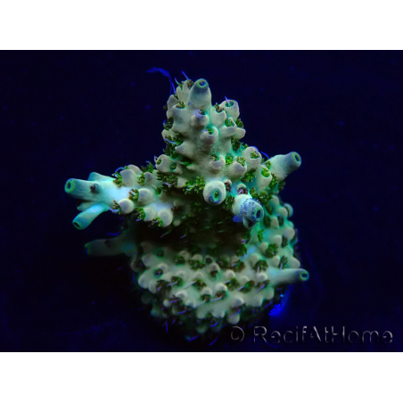 WYSIWYG Acropora Mariculture acclimated LED