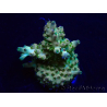 WYSIWYG Acropora Maricoltura acclimatata a LED
