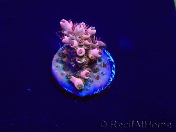 WYSIWYG Acropora Mariculture acclimated LED