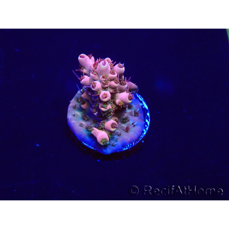 WYSIWYG Acropora Maricoltura acclimatata a LED