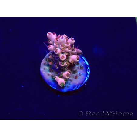 WYSIWYG Acropora Maricoltura acclimatata a LED