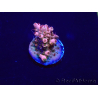 WYSIWYG Acropora Mariculture acclimated LED