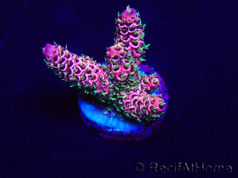 WYSIWYG Acropora 15W2 Mariculture acclimaté led